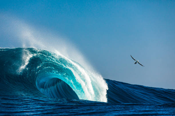 Large blue idyllic wave breaking in the open ocean on a sunny day Large blue idyllic wave breaking in the open ocean on a sunny day with Albatros bird flying albatross photos stock pictures, royalty-free photos & images