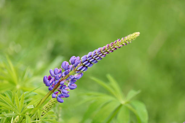 istock Lupine flower blooming on a summer mountain meadow 1299225144