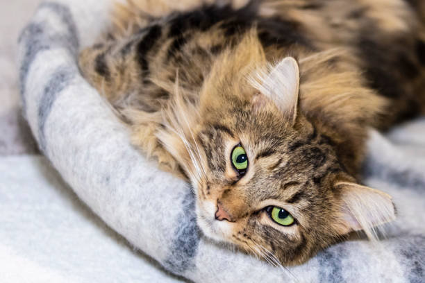 istock A friendly and happy brown tabby cat is comfortably lying down on a cat bed and looking straight at camera 1299225453