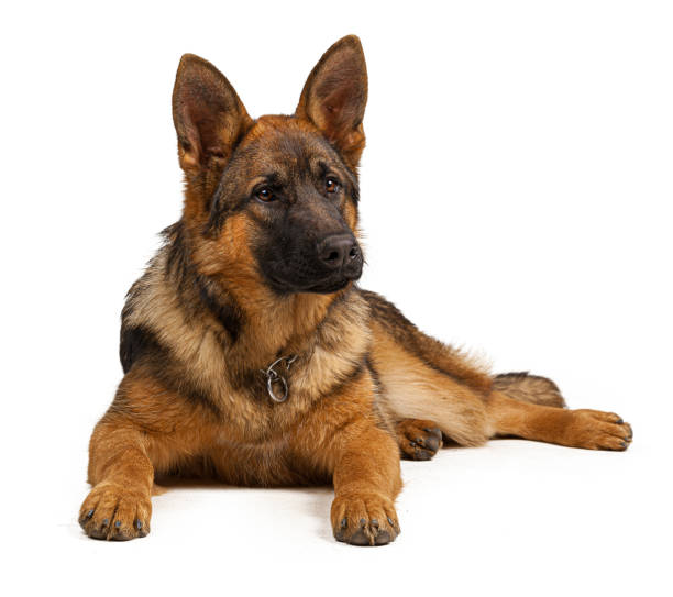 istock Portrait of a german shepherd dog isolated on white background 1299226271