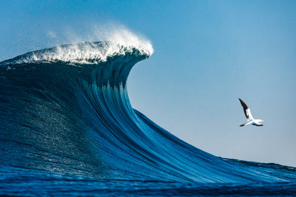 Large blue cresting wave standing tall in the open ocean on a sunny day Large blue cresting wave standing tall in the open ocean on a sunny day with Albatros bird of prey flying past. albatross stock pictures, royalty-free photos & images