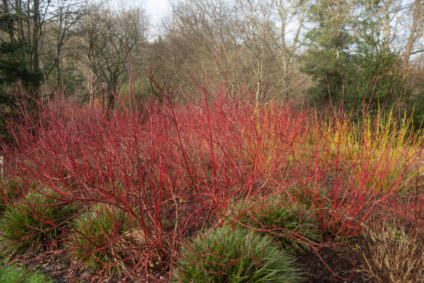 el invierno rojo brillante se stema en un arbusto de dogwood caducifolio (cornus alba 'baton rouge') rodeado de hierbas ornamentales en un jardín de bosques en rural devon, inglaterra, reino unido - orange sauce fotografías e imágenes de stock