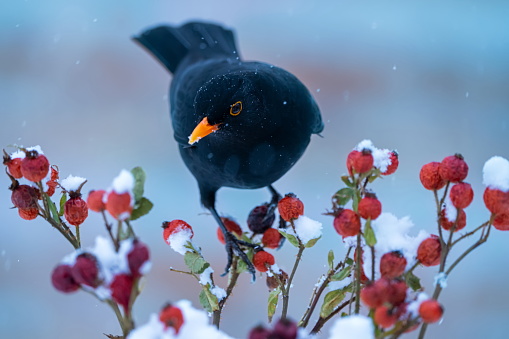 Blackbird in winter,Eifel,Germany.\nPlease see more than 1000 songbird pictures of my Portfolio.\nThank you!