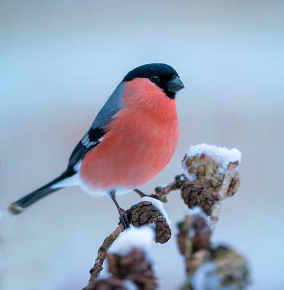 Bullfinch in winter,Eifel,Germany.\nPlease see more than 1000 songbird pictures of my Portfolio.\nThank you!