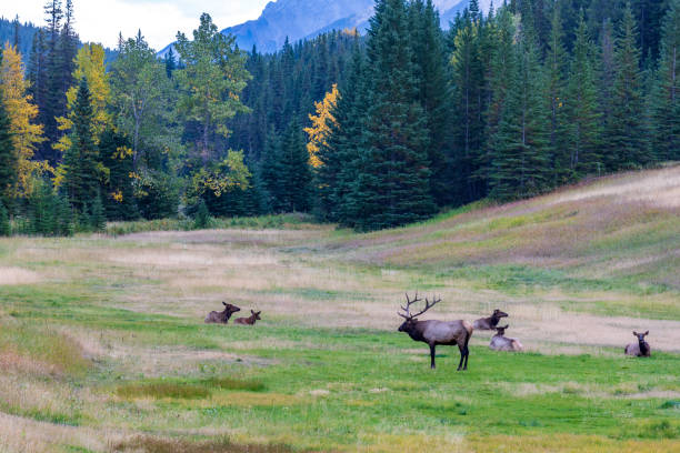 stółer dzikiego łosia żeruje i odpoczywa w prerii na leśnym brzegu w jesiennym sezonie liści. park narodowy banff. - alberta canada animal autumn zdjęcia i obrazy z banku zdjęć