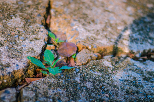 istock Green trees grow between the cracked concrete. 1299228952