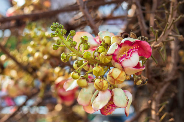 istock Cannonball tree with beautiful blossom at the stem 1299228968