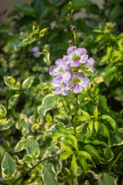 istock Fresh purple flowers blooming beautifully on a blurred background. 1299229005