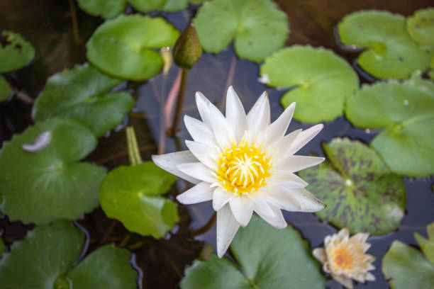 istock Beautiful lotus blossoms blooming in the pond 1299229016