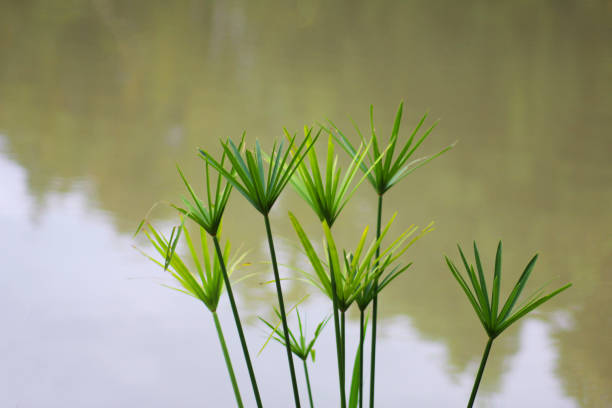 Umbrella papyrus plant, Cypreus Flabelliformis