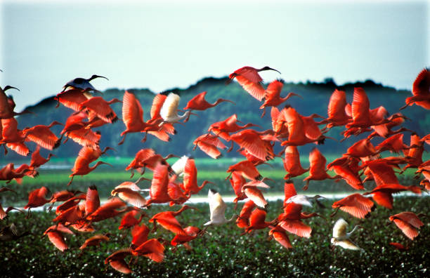 scarlet ibis - scharlachsichler stock-fotos und bilder