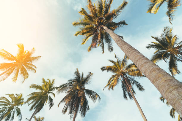 istock Tropical palm tree with sun light on sunset sky and cloud abstract background. Summer vacation and nature travel adventure concept 1299230412
