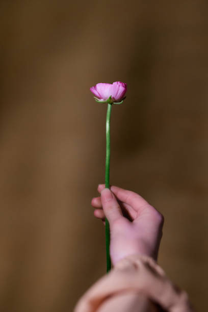istock Girl hand with one violet ranunculus flower 1299232373