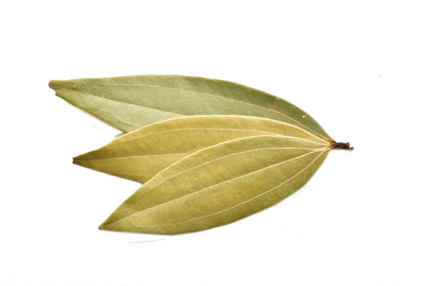 Bay leaves isolated on white background with clipping path stock photo