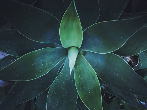 istock Dark green natural plant 1299233705