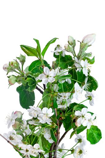 Apple and cherry tree branches with buds and flowers isolated on a white background.