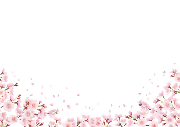 istock Illustration of a landscape looking up at a row of cherry blossom trees Decoration, frame, decoration at the bottom  (lateral length A3,A4 ratio) 1299235449