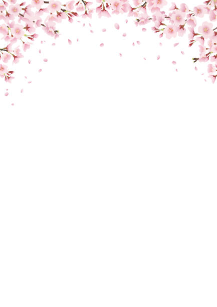 istock Cherry blossom trees in full bloom, cherry blossom arch, landscape illustration Decoration, frame, decoration on top (vertically long A3,A4 ratio) 1299235454
