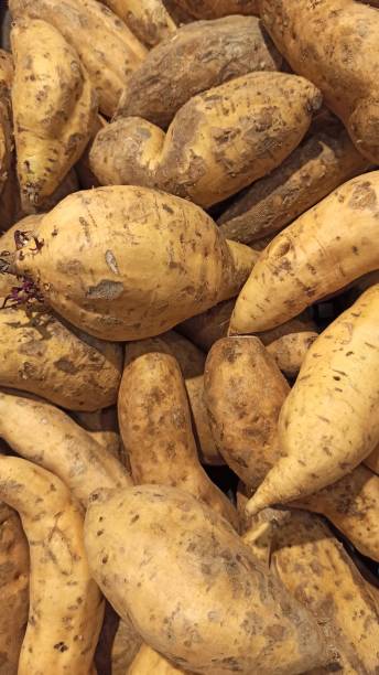 istock Pile of sweet potato 1299236859