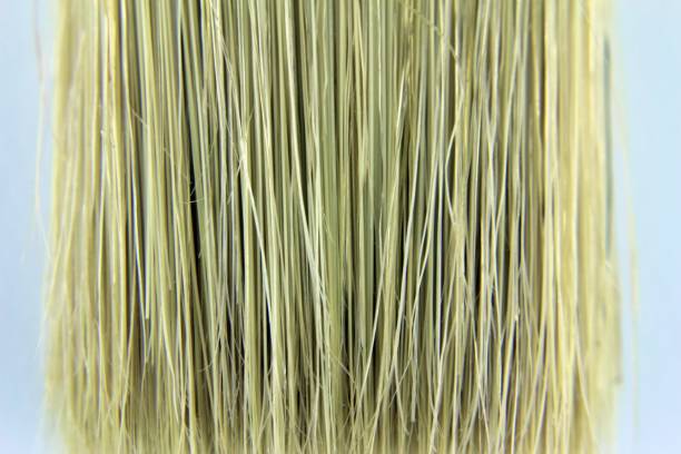 istock Bristles detail of the Brush 1299237682