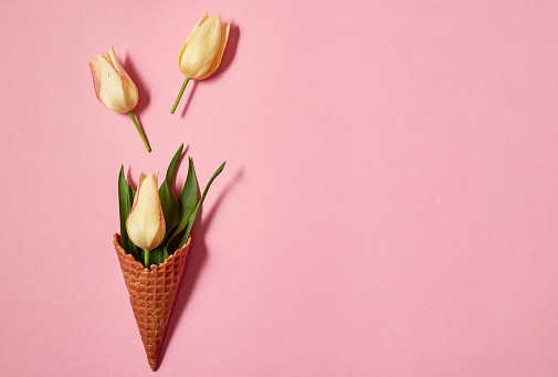 Yellow tulips in ice cream cone on pink background, copy space. Spring minimal concept. Womens Day, Mothers Day, Valentine's Day, Easter, birthday. Nature background. Flat lay, top view