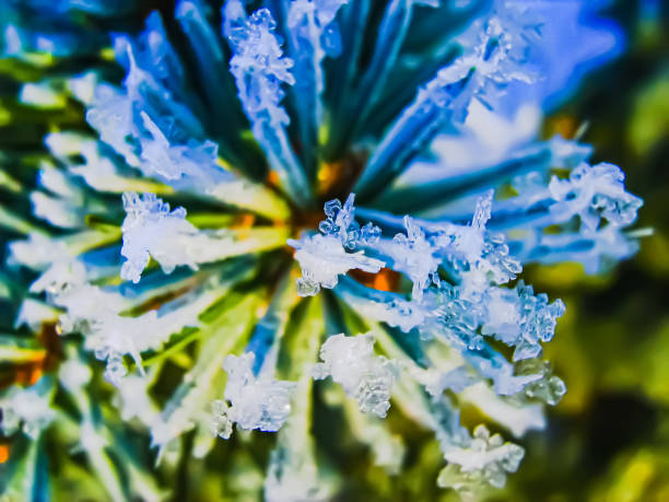 Frost-covered frozen tree branches against a blue winter sky. Fancy crystals of frost on green spruce needles close-up.