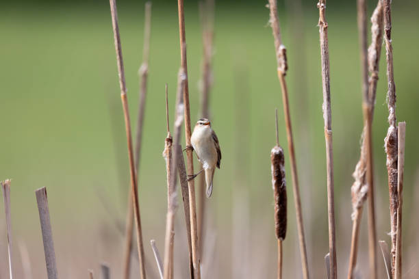 istock small song bird Sedge warbler, Europe wildlife 1299239246