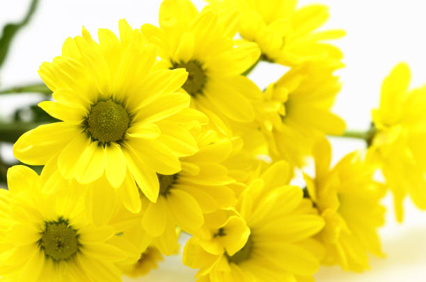 Yellow chrysanthemum flowers