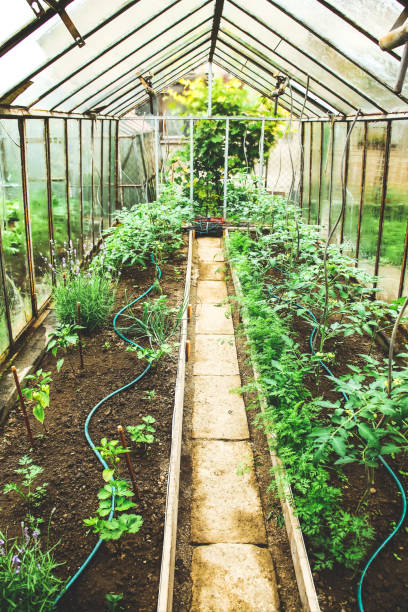 istock Small glass greenhouse with tomato plants and watering system 1299241985