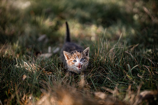 Small kitten on grass in back yard, looking at camera