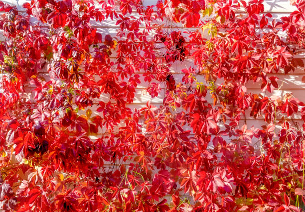 istock the grapes of the wild wall close-up 1299242243