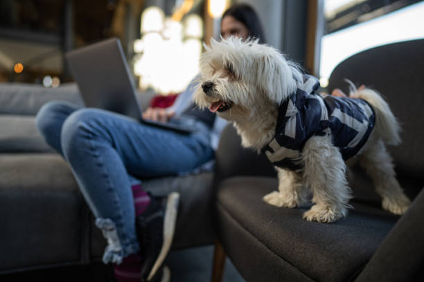 istock Woman sitting on sofa in hotel lobby while working on laptop, dog standing next to her 1299242261
