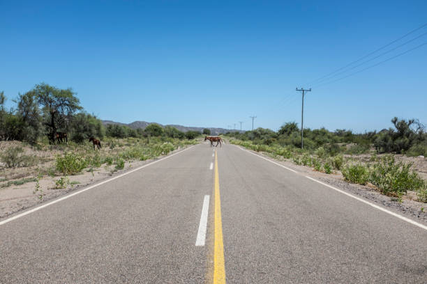 istock deserted road in Argentina 1299242287