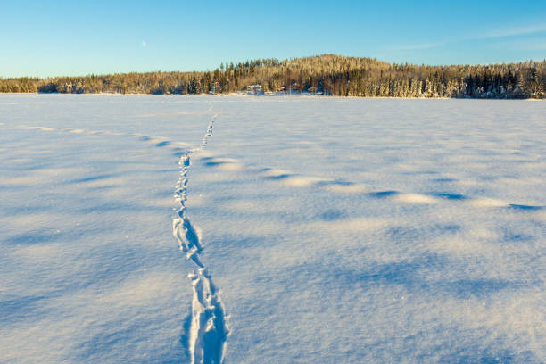 호수를 가로지르는 수달(루트라 루트라)의 눈이 쌓이게 됩니다. - snow footprint winter animal track 뉴스 사진 이미지