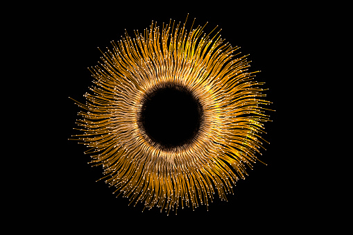 Abstract golden-black iris, CGI.