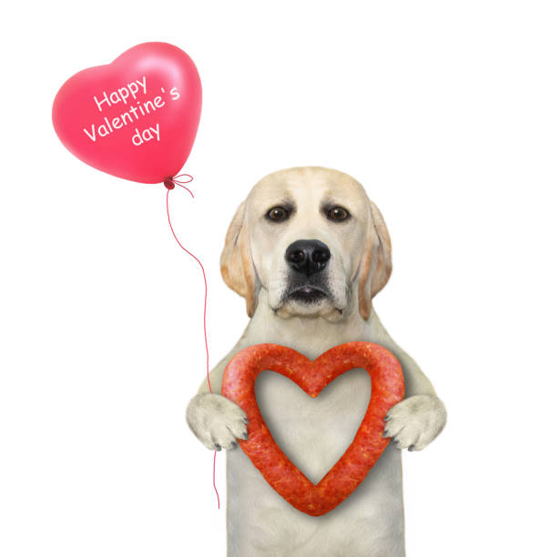 istock Dog standing with heart sausage 1299244477