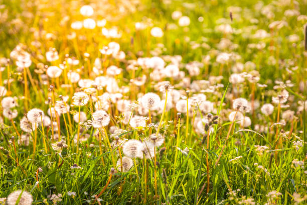istock Summer meadow with dandelions in beautiful sunset light 1299245833