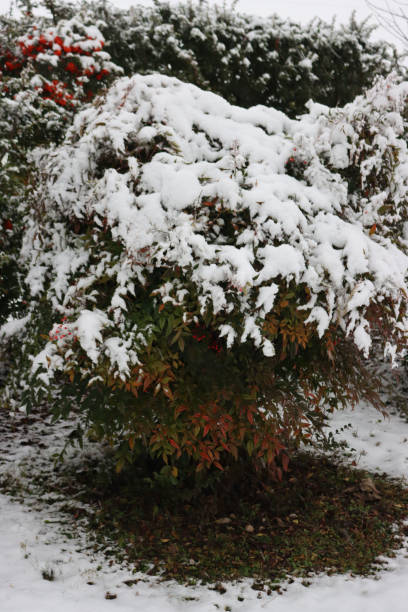 istock Heavenly bamboo or Nandina domestica bush covered by snow 1299245849