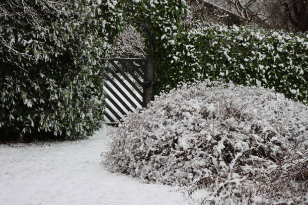 istock Laurel, cherry Laurel hedge and Spirea bush covered by snow 1299245872
