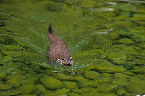 European Otter of Luther Luther
