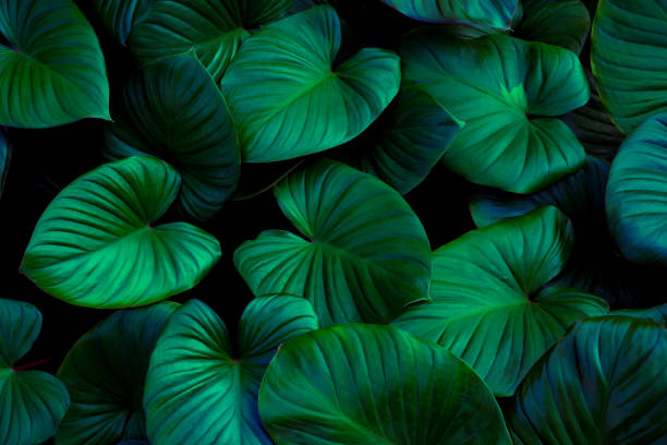istock leaves texture background, Green dark tone 1299248307