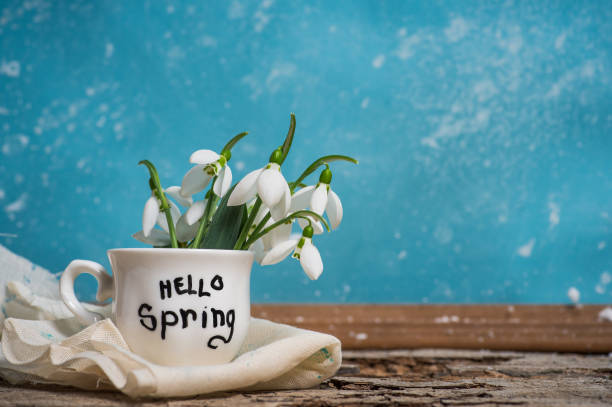 Snowdrop flowers arrangement in a cup vase with Hello Spring note on a wooden table against blue background as an announcement for upcoming spring season with copy space