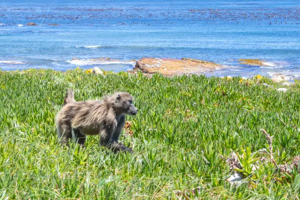 Chacma baboons (Papio ursinus) feeding on wild vegetation next to a coastline, Cape Point National Park, Cape Town, South Africa