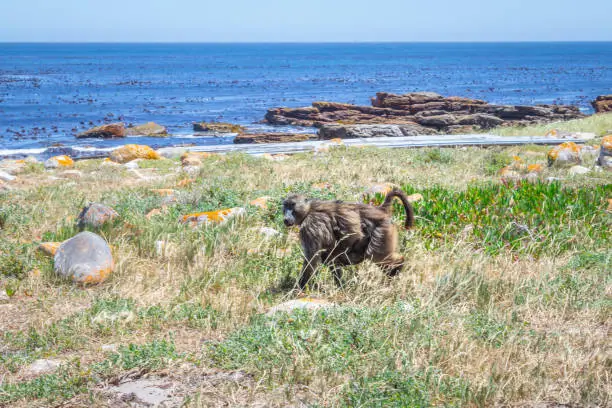 Chacma baboons (Papio ursinus) feeding on wild vegetation next to a coastline, Cape Point National Park, Cape Town, South Africa