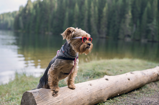 Cute Llitte yorkshire terrier puppy is wearing red sunglasses