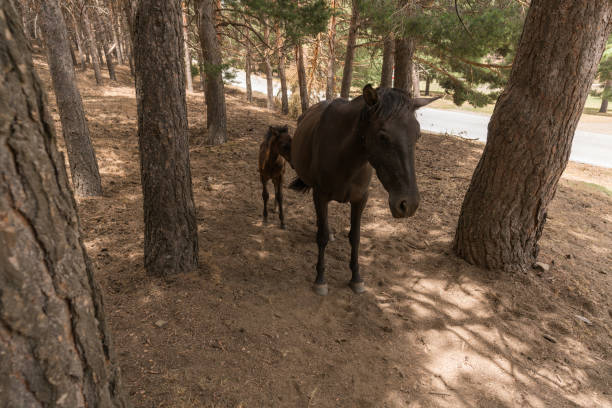 a mare and her calf in a Sierra Nevada forest, the trees are pines