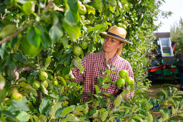 istock Farm workers picking green apples in garden 1299253226