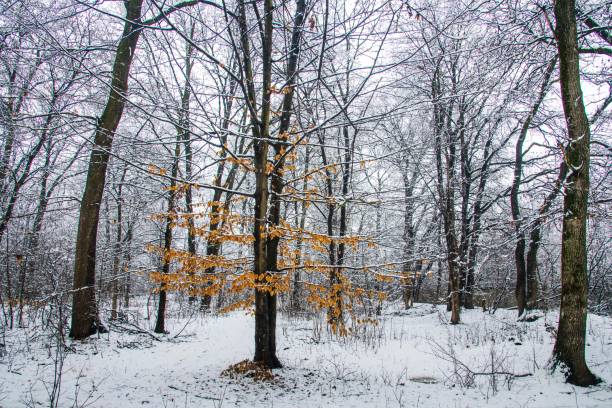 istock Winter landscape with falling snow. Snow forest, snow is falling. Christmas Winter New Year background magnificent scenery. Cold temperature 1299253367