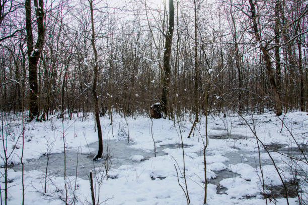 Winter Landscape and Snow. Frozen.