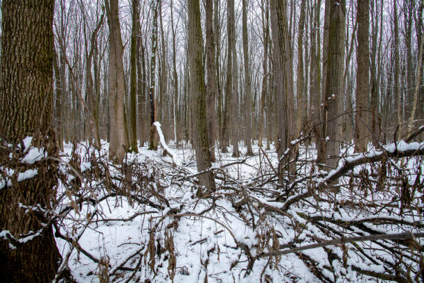 Winter landscape with falling snow. Snow forest, snow is falling. Christmas Winter New Year background magnificent scenery. Cold temperature